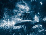 Aqua Obscura - Ben Thouard