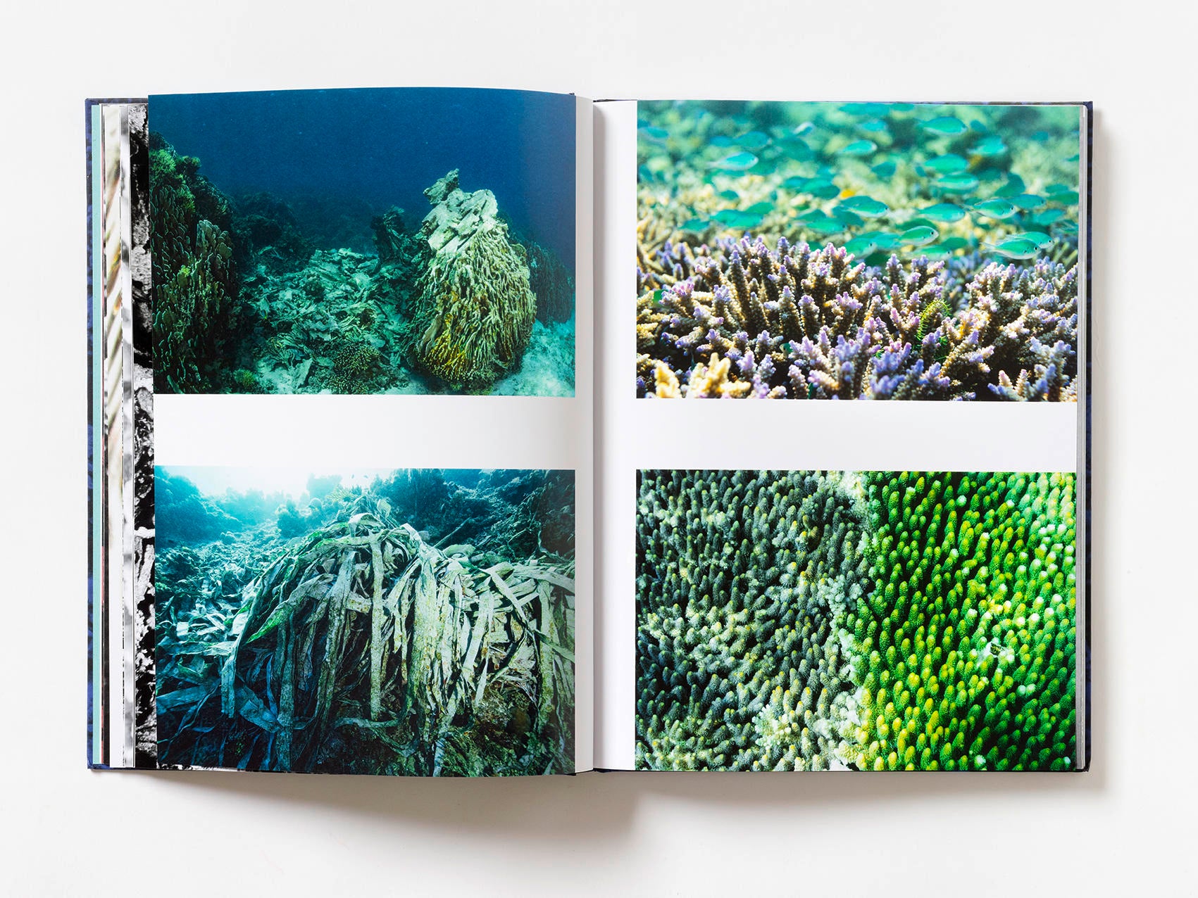 Coral - Martin Colognoli