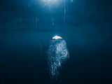 Aqua Obscura - Ben Thouard