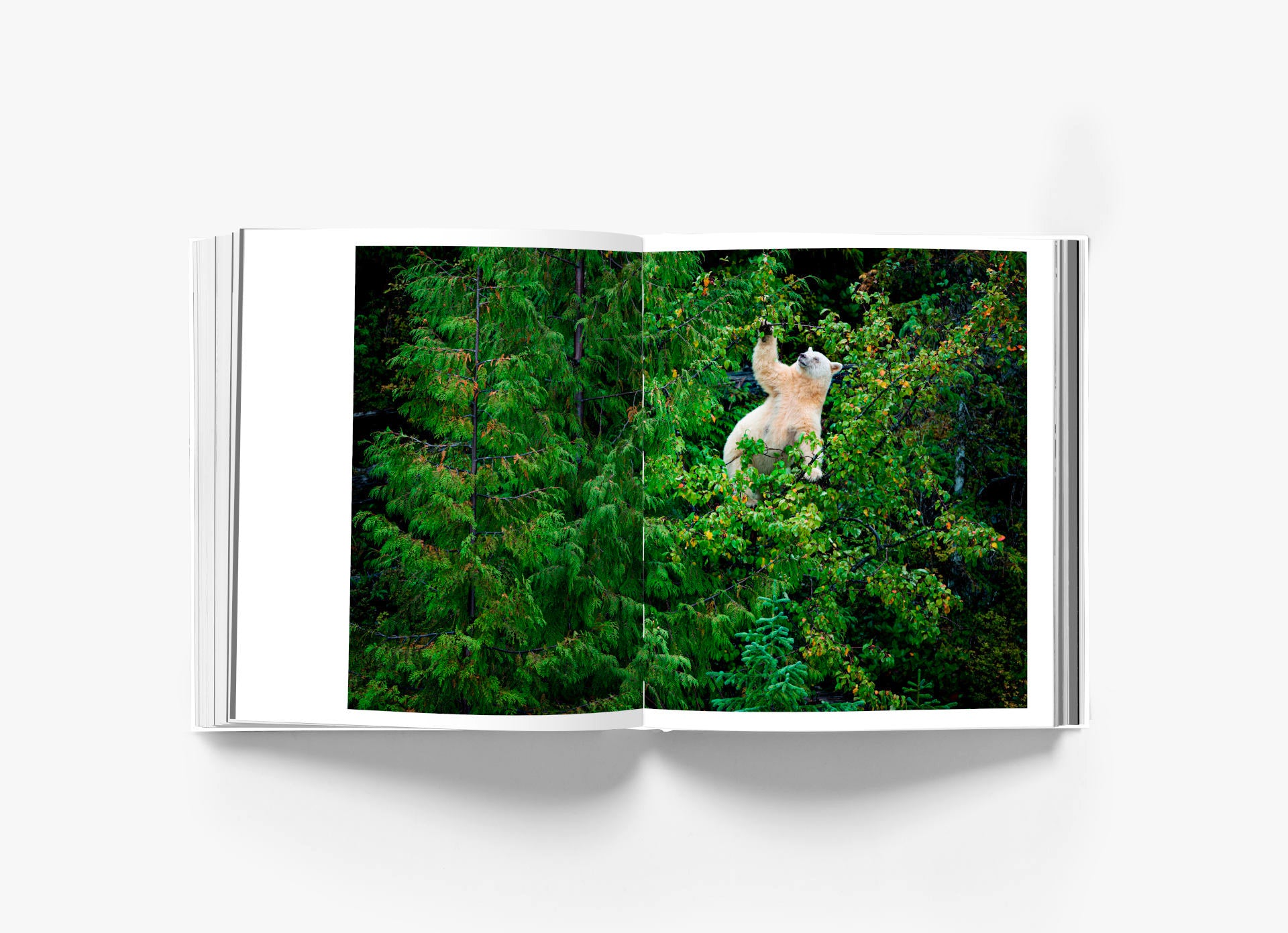 The Book R