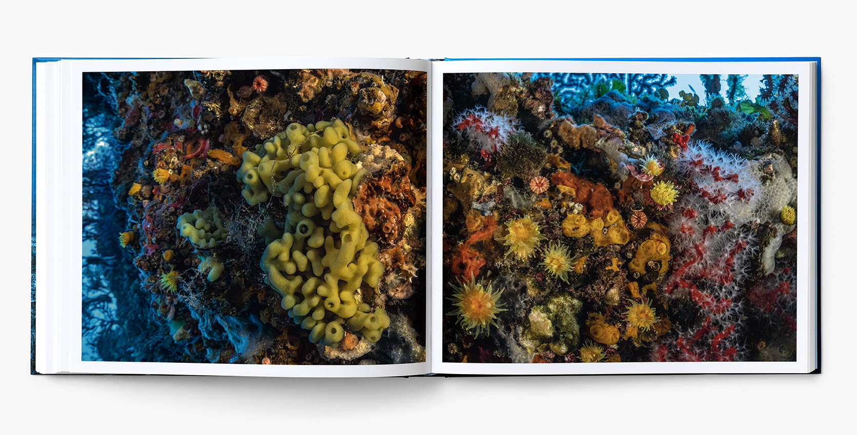 Planète Méditerranée – Laurent Ballesta