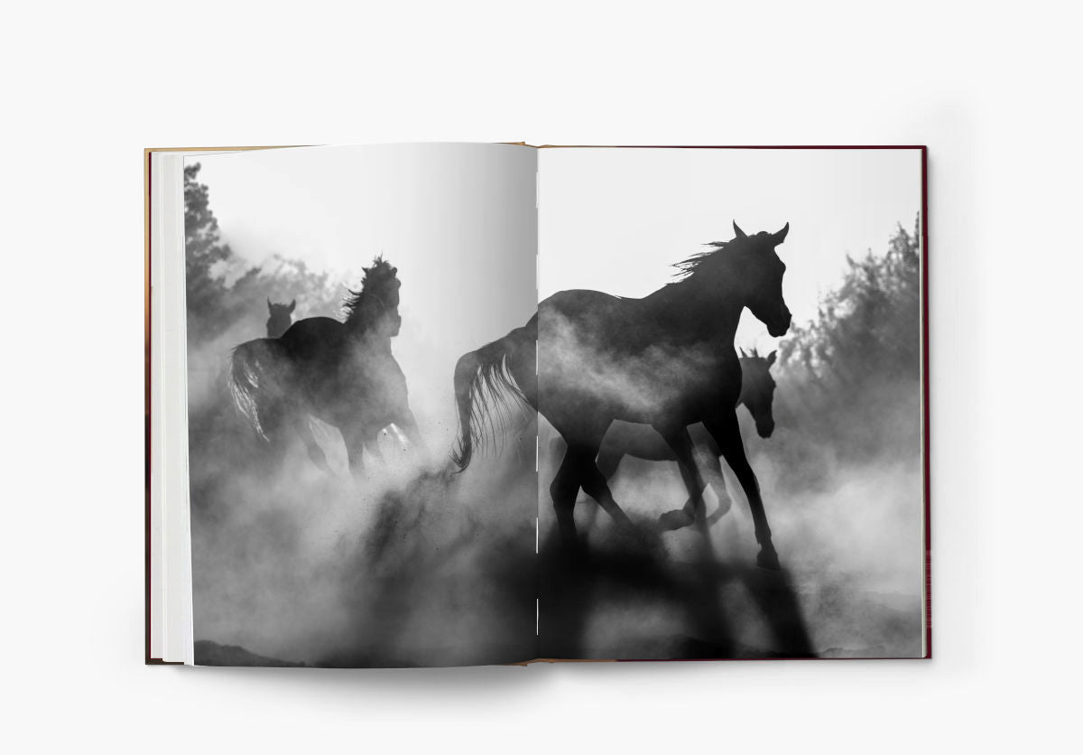 The Untold Story of the Yilki Horses