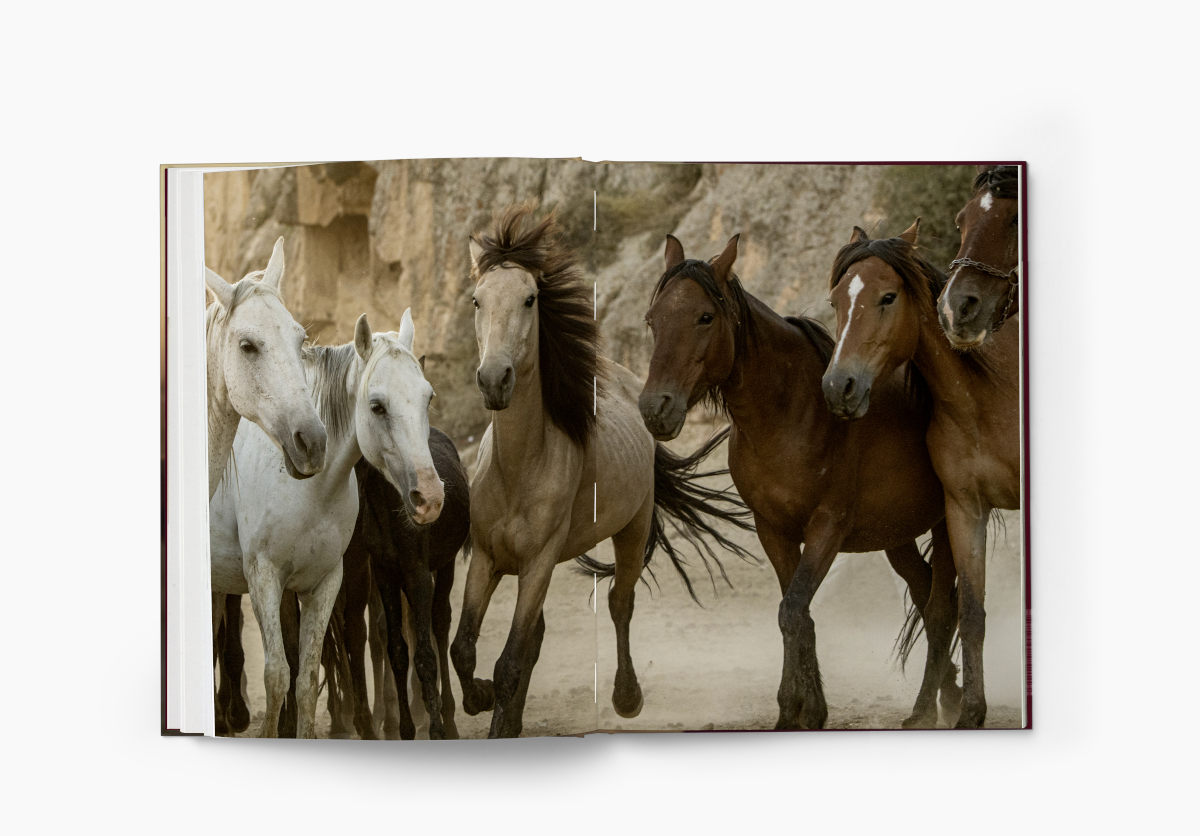 The Untold Story of the Yilki Horses