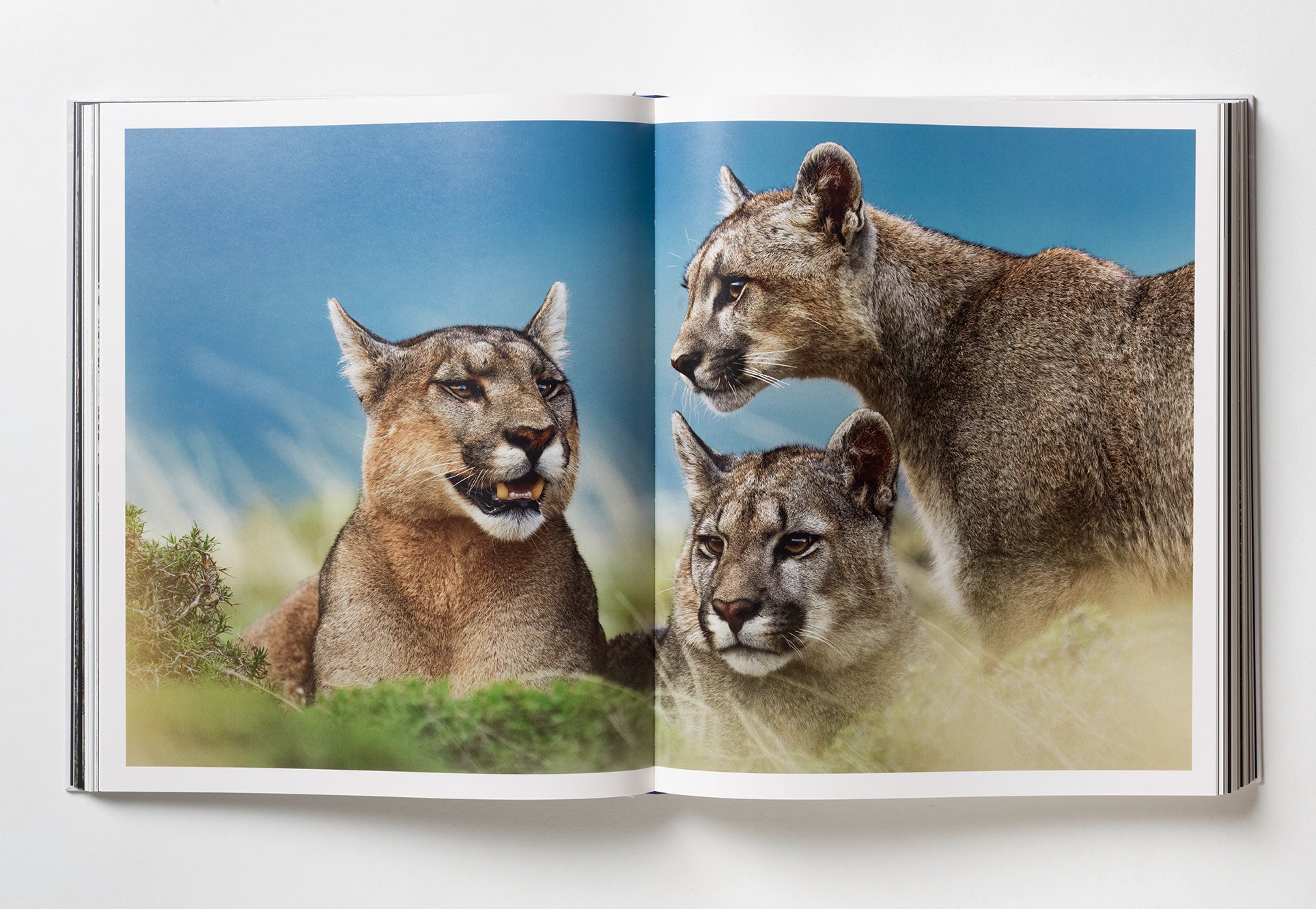 Reverence - Paul Nicklen
